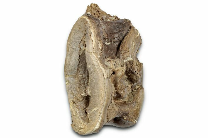 Cretaceous Fossil Ray-Finned Fish (Xiphactinus) Vertebra - Kansas #331053